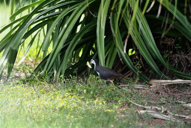 VnNCi,White-brested Waterhen